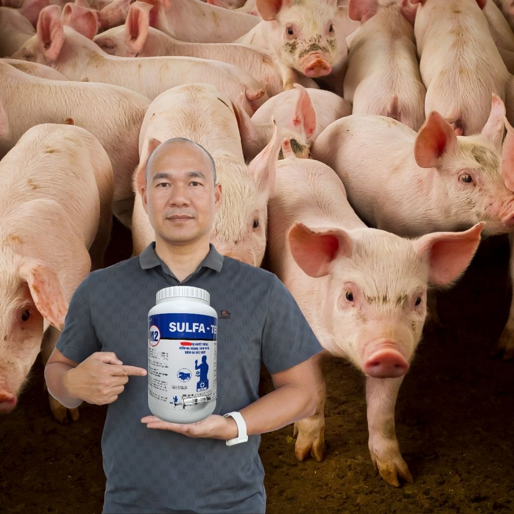 100G M2 SULFA TETRA, HỖ TRỢ NÂNG CAO ĐỀ KHÁNG HỆ HÔ HẤP VÀ TIÊU HÓA, MYCOPLASMA SUIS