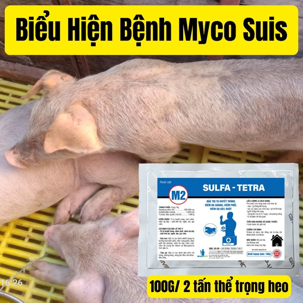 100G M2 SULFA TETRA, HỖ TRỢ NÂNG CAO ĐỀ KHÁNG HỆ HÔ HẤP VÀ TIÊU HÓA, MYCOPLASMA SUIS