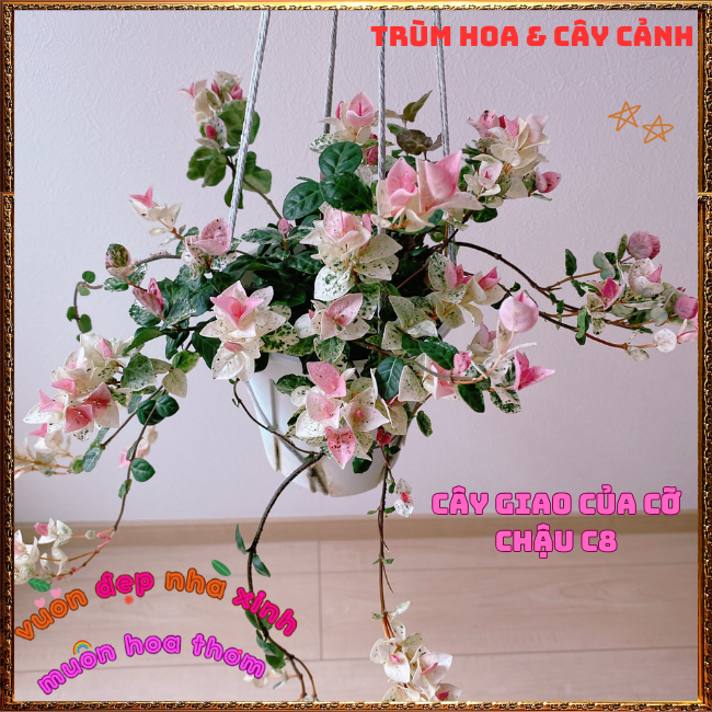 2 CHẬU THẰN LẰN CẨM THẠCH GIỐNG THÁI LEO TƯỜNG TRỒNG CHẬU SIÊU XINH⏰ TRÙM HOA VÀ CÂY CẢNH