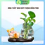 Bình thủy sinh kèm tượng rồng mini