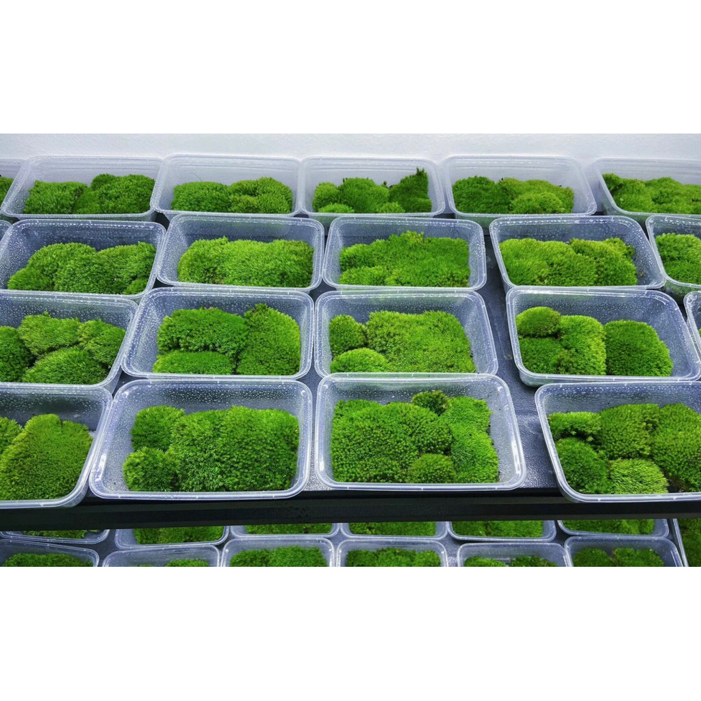Combo rêu tổng hợp chơi teraraium,bonsai,rêu sân vườn tiểu cảnh