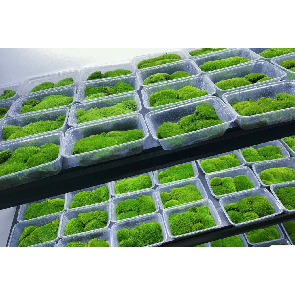 Combo rêu tổng hợp chơi teraraium,bonsai,rêu sân vườn tiểu cảnh