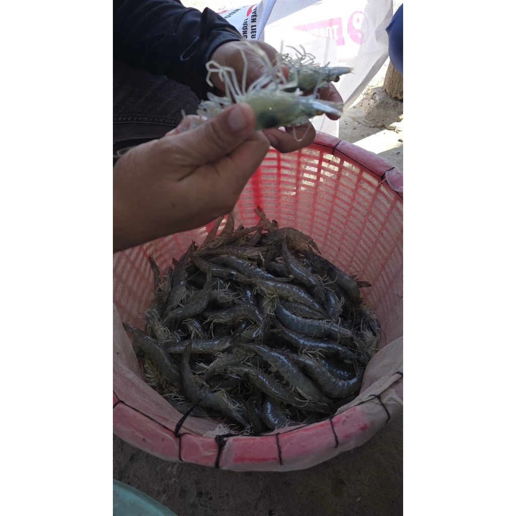 ENZYME ĐẬM ĐẶC NHẬP KHẨU