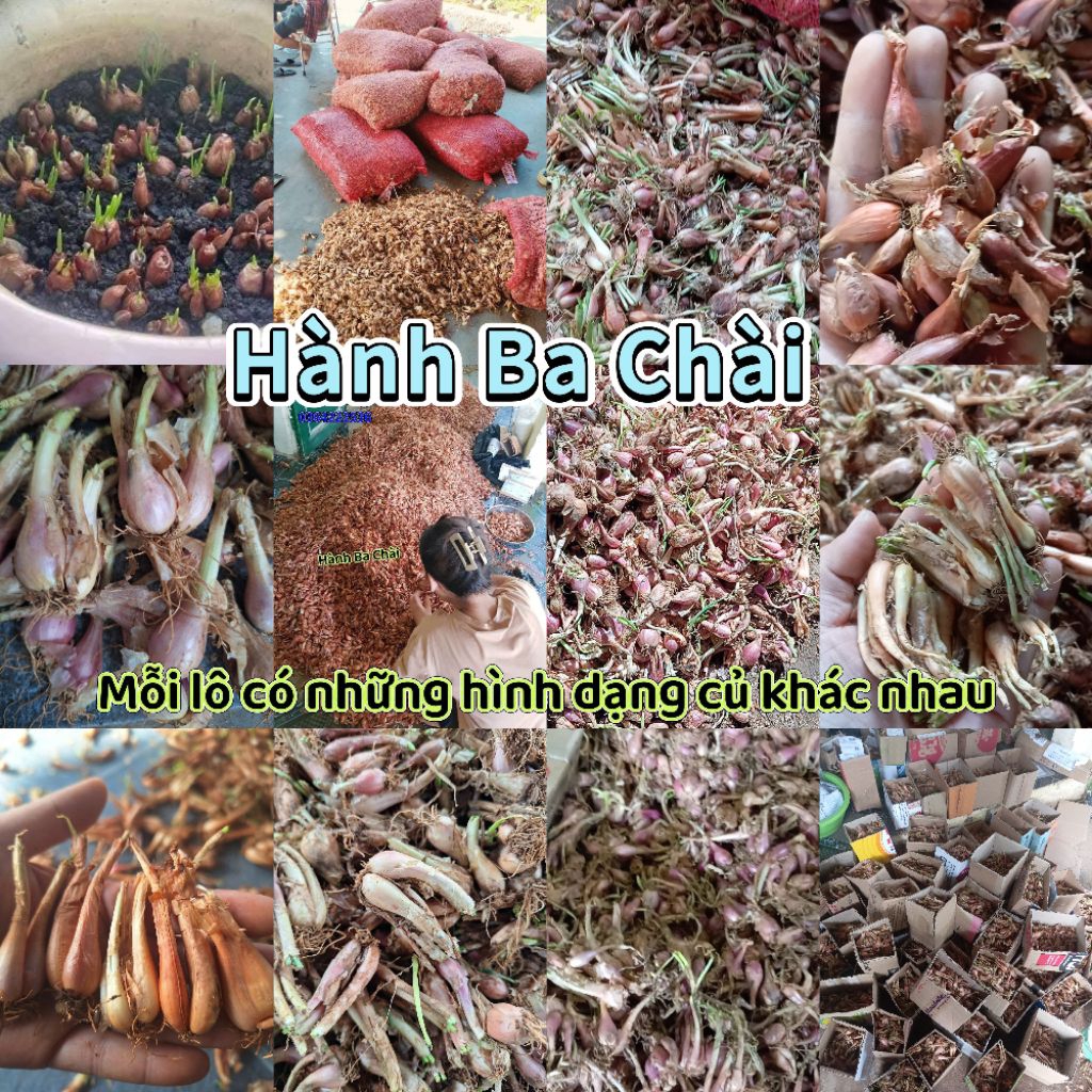 ( Tặng Kèm 1 Gói Rau Mùi Ta Thơm) 30 Củ Hành Ba Chài Chuẩn Giống Trồng Củ Ăn Lá Cực Dễ