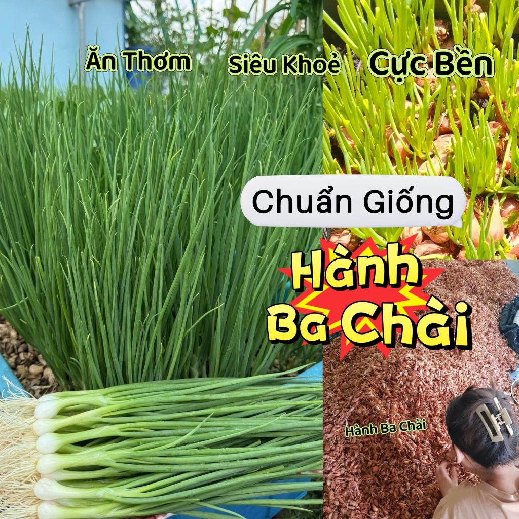 ( Tặng Kèm 1 Gói Rau Mùi Ta Thơm) 30 Củ Hành Ba Chài Chuẩn Giống Trồng Củ Ăn Lá Cực Dễ