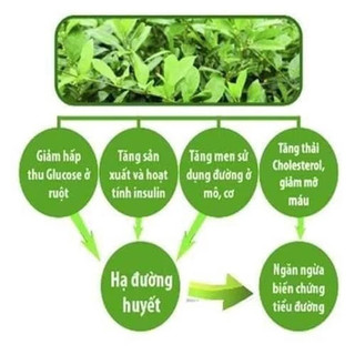 Trà dây thìa canh hạ đường huyết, hỗ trợ làm giảm bệnh tiểu đường