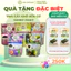 Trái cây quả khô hữu cơ Sunny Fruit - Mận khô, mơ khô, sung khô, nho khô, cherry khô