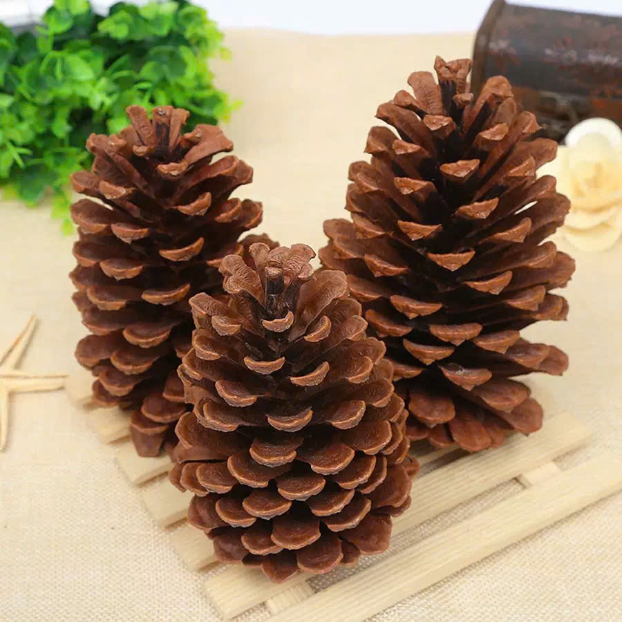 Quả thông mộc tự nhiên trang trí cây Giáng sinh