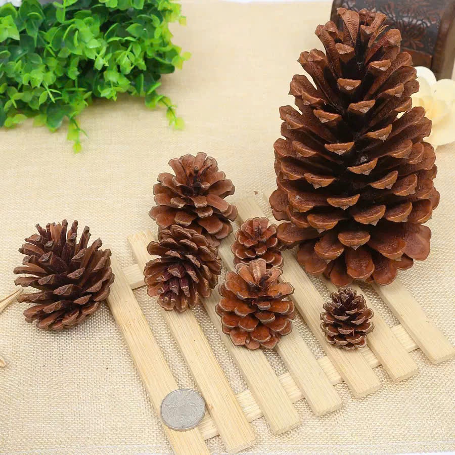 Quả thông mộc tự nhiên trang trí cây Giáng sinh