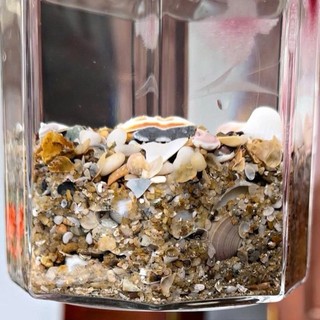 (1kg) Cát Sò, Cát biển tự nhiên _ dùng trang trí, lót bể cá, cây cảnh…[ Hiếm theo mùa ]