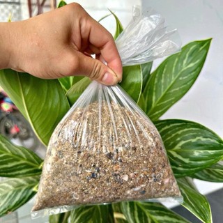 (1kg) Cát Sò, Cát biển tự nhiên _ dùng trang trí, lót bể cá, cây cảnh…[ Hiếm theo mùa ]