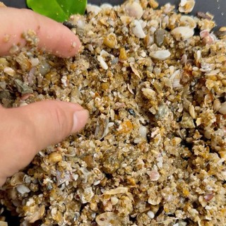 (1kg) Cát Sò, Cát biển tự nhiên _ dùng trang trí, lót bể cá, cây cảnh…[ Hiếm theo mùa ]