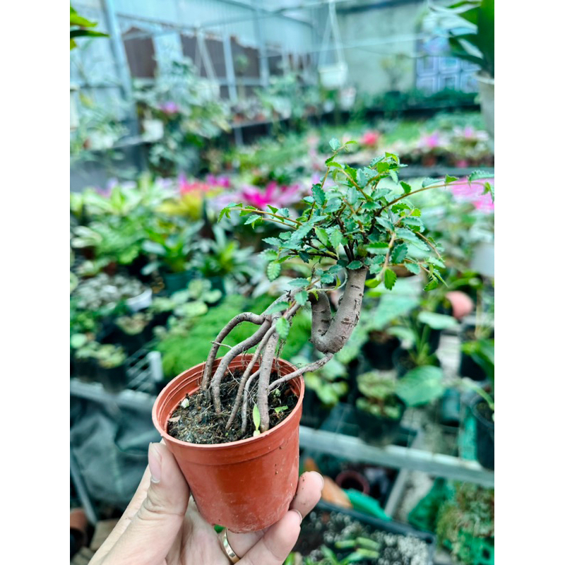 Chậu Du bonsai ghép đá,tiểu cảnh,bán cạn