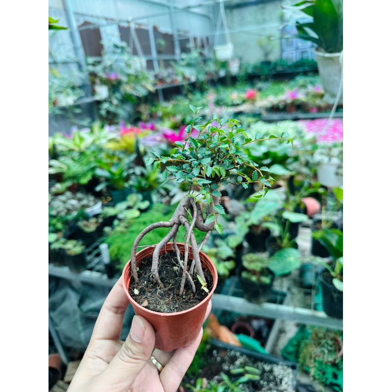 Chậu Du bonsai ghép đá,tiểu cảnh,bán cạn