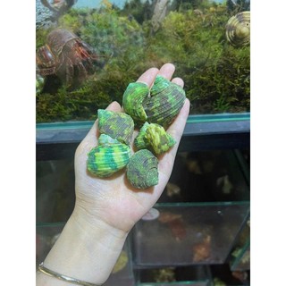 VỎ RỖNG THAY CHO ỐC MƯỢN HỒN - 1 VỎ - KÈM QUÀ