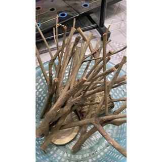 Set 5 cành cây khô đường kính dưới 1cm dùng trang trí dài từ 15-50cm, Noel, chụp ảnh, decor, studio