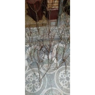nhánh cây nhiều nhánh đẹp cao 50-70cm-1m, làm cây đào giả, cây mai giả trang trí decor tết ( HÀNG TUYỂN)