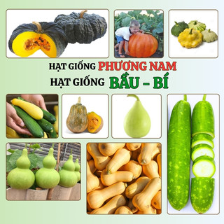 Hạt Giống Bầu - Bí Phương Nam - Trồng Quanh Năm - Sinh Trưởng Khỏe - Dễ Chăm Sóc