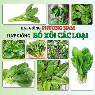 5 Gram - Hạt Giống Cải Bó Xôi Phương Nam