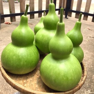Hạt Giống Bầu - Bí Phương Nam - Trồng Quanh Năm - Sinh Trưởng Khỏe - Dễ Chăm Sóc
