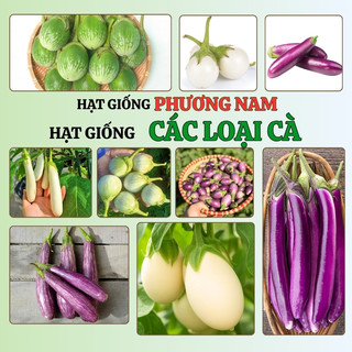 Hạt Giống Các Loại Cà Phương Nam