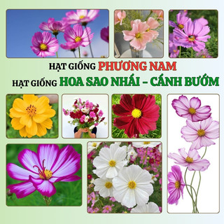 Hạt Giống Hoa  Sao Nhái Cánh Bướm Phương Nam