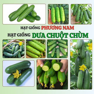 10 Hạt - Hạt Giống Dưa Chuột Chùm Siêu Trái Phương Nam