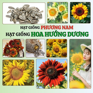 Hạt Giống Hoa Hướng Dương Phương Nam - Trồng Quanh Năm - Sinh Trưởng Khỏe - Dễ Chăm Sóc