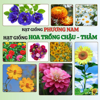 Hạt Giống Hoa Trồng Chậu - Thảm - Sân Vườn Phương Nam- Nhiều Màu Sắc - Nhiều Loại Hoa