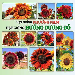 30 Hạt - Hạt Giống Hoa Hướng Dương Đỏ Phương Nam