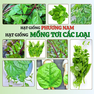10 Gram - Hạt Giống Mồng Tơi Phương Nam