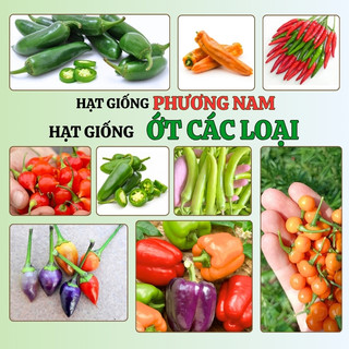 Hạt Giống Ớt Phương Nam - Trái Đậu Nhiều  - Trồng Quanh Năm  - Nhanh Thu Hoạch - Sinh Trưởng Khỏe