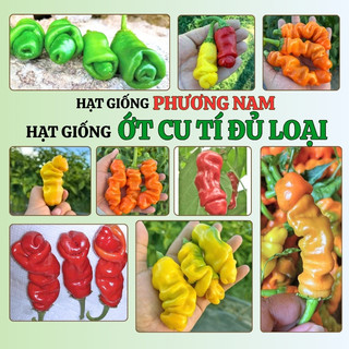 10 Hạt - Hạt Giống Ớt Cu Tí F1 Mix Màu(Vàng- Cam - Đỏ)