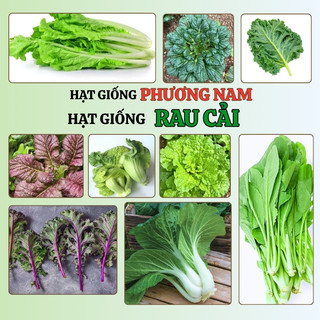 Hạt Giống Rau Cải  Phương Nam- Nảy Mầm Tốt - Trồng Quanh Năm  - Nhanh Thu Hoạch
