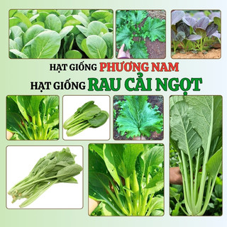 20 Gram - Hạt Giống Cải Ngọt Phương Nam