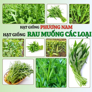 10 Gram - Hạt Giống Rau Muống  Phương Nam