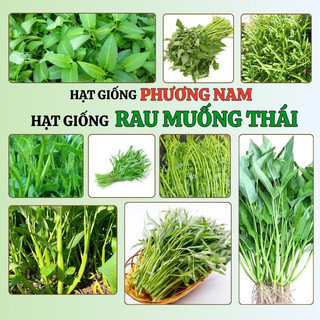 5 Gram - Hạt Giống Rau Muống Ba Chạc /Siêu Ngọn /Lá Tre Thái Phương Nam