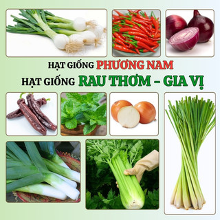 Hạt Giống Rau Thơm - Rau Gia Vị Phương Nam- Dễ Trồng -  Nảy Mầm Tốt   - Nhanh Thu Hoạch