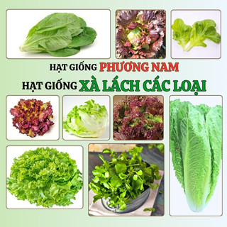 Hạt Giống Xà Lách Phương Nam - Nảy Mầm Tốt -Trồng Quanh Năm  - Nhanh Thu Hoạch - Sinh Trưởng Khỏe