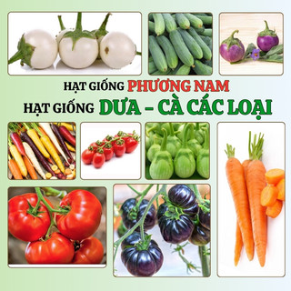 Hạt Giống Dưa Hấu - Dưa Leo  - Cà Chua Phương Nam - Chịu Nhiệt Tốt - Trồng Quanh Năm