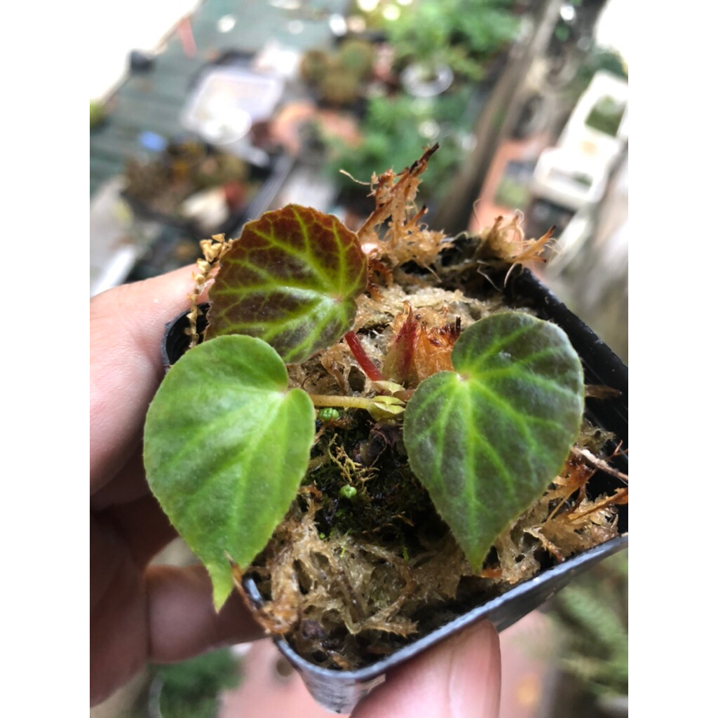 10 mẫu cây mini để bàn chơi terarium tiểu cảnh,bán cạn sẵn chậu đất nung