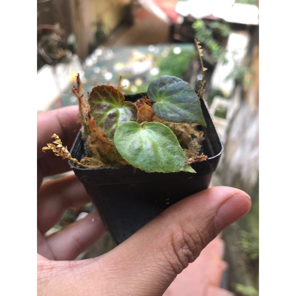 10 mẫu cây mini để bàn chơi terarium tiểu cảnh,bán cạn sẵn chậu đất nung