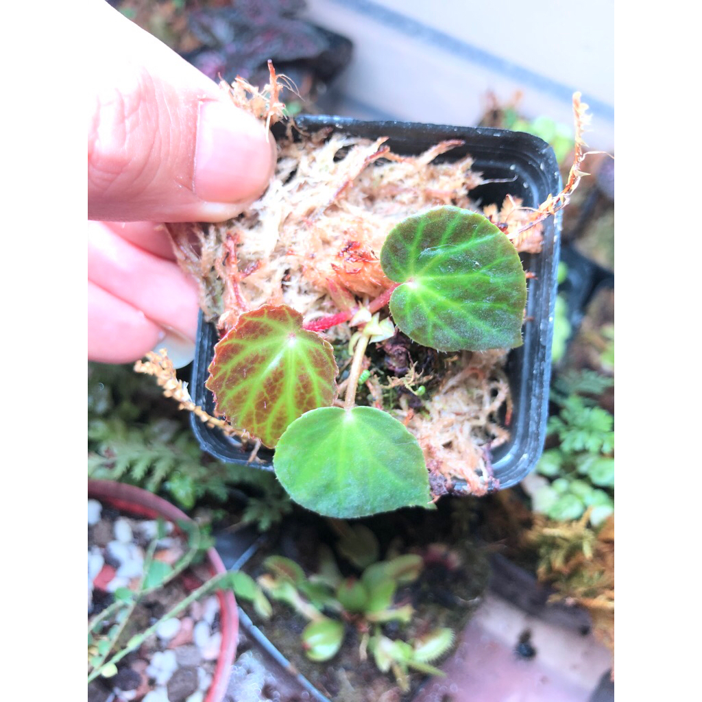 10 mẫu cây mini để bàn chơi terarium tiểu cảnh,bán cạn sẵn chậu đất nung