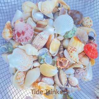 Set 50gr vỏ ốc vỏ sò mix mini ( khoảng 100 vỏ) dùng làm đồ handmade, chuông gió, trang trí bể cá