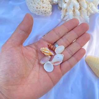 Set 50gr vỏ ốc vỏ sò mix mini ( khoảng 100 vỏ) dùng làm đồ handmade, chuông gió, trang trí bể cá