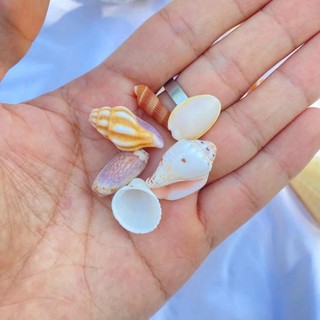 Set 50gr vỏ ốc vỏ sò mix mini ( khoảng 100 vỏ) dùng làm đồ handmade, chuông gió, trang trí bể cá