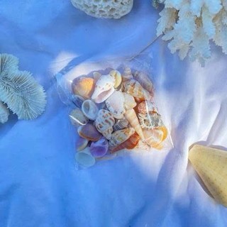 Set 50gr vỏ ốc vỏ sò mix mini ( khoảng 100 vỏ) dùng làm đồ handmade, chuông gió, trang trí bể cá