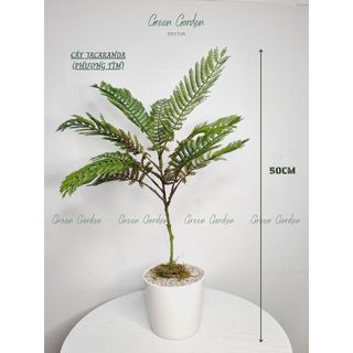 Cây Gỉa Lá Mảnh Kiểu Nhật Mini | Decor Góc Sống Tối Giản & Thanh Lịch – Green Garden