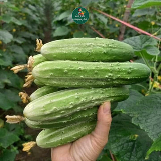 Hạt giống Dưa Chuột Nếp Ta F1 (Gói 1G~35 Hạt) Dễ Trồng, Giòn Ngọt, Rất Thơm, Năng Suất cao