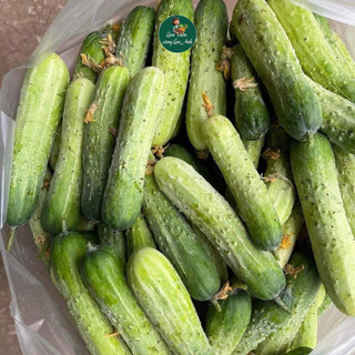 Hạt giống Dưa Chuột Nếp Ta F1 (Gói 1G~35 Hạt) Dễ Trồng, Giòn Ngọt, Rất Thơm, Năng Suất cao